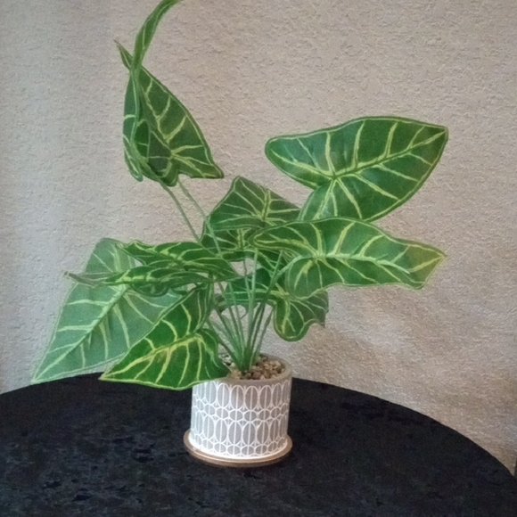 Other - Green Elephant Ear /African Mask Plant in Decorative Pot